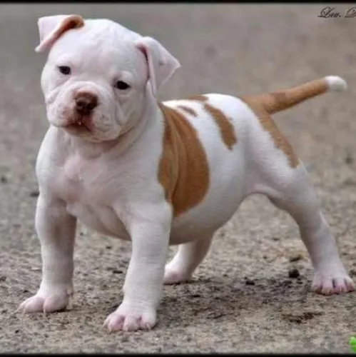 American Bully  puppies  for sale in India