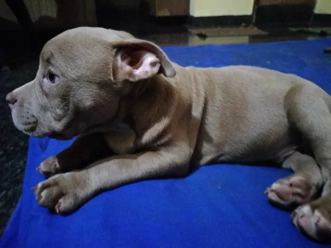 Buy American Bully puppy in India