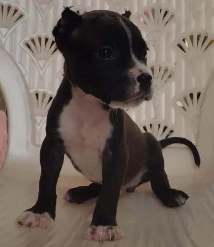 American Bully  puppies  for sale in India