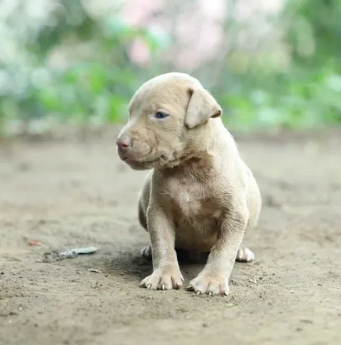 American Bully   Puppies   for sale in India