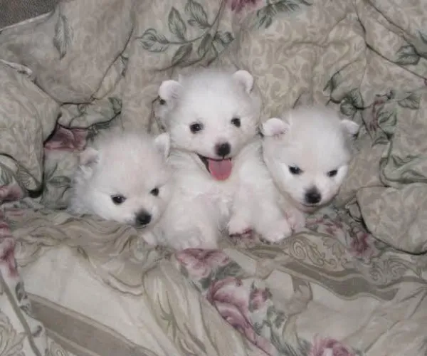 American Eskimo   Puppies   for sale in India