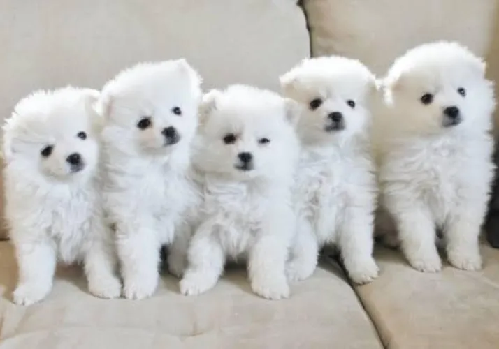 American Eskimo   Puppies   for sale in India