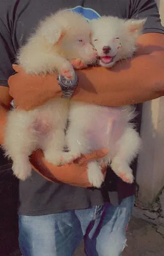 American Eskimo  puppies  for sale in India