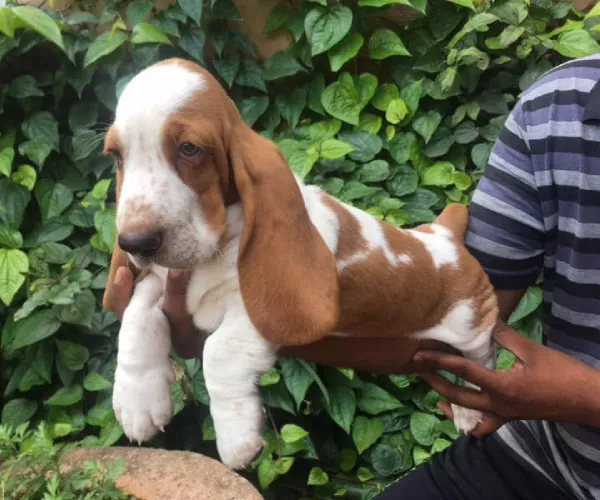 Basset Hound   Puppies   for sale in India