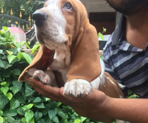 Basset Hound   Puppies   for sale in India