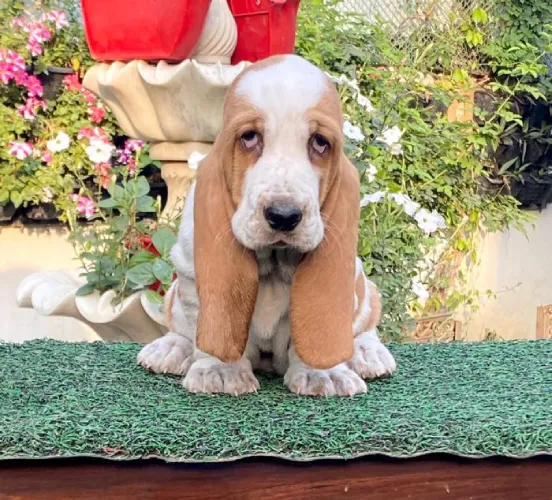 Basset Hound  puppies  for sale in India