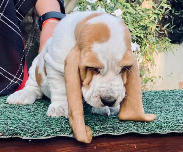 Basset Hound  puppies  for sale in India