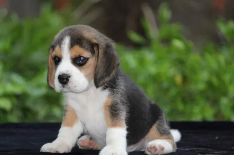 Beagle   Puppies   for sale in India