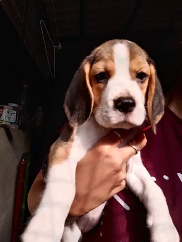 Beagle  puppies  for sale in India