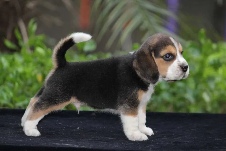 Beagle   Puppies   for sale in India