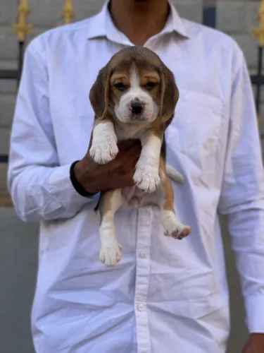 Beagle  puppies  for sale in India