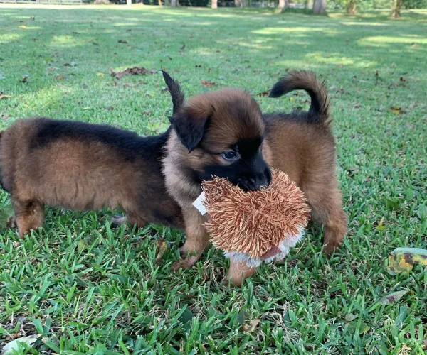 Belgian Malinois   Puppies   for sale in India