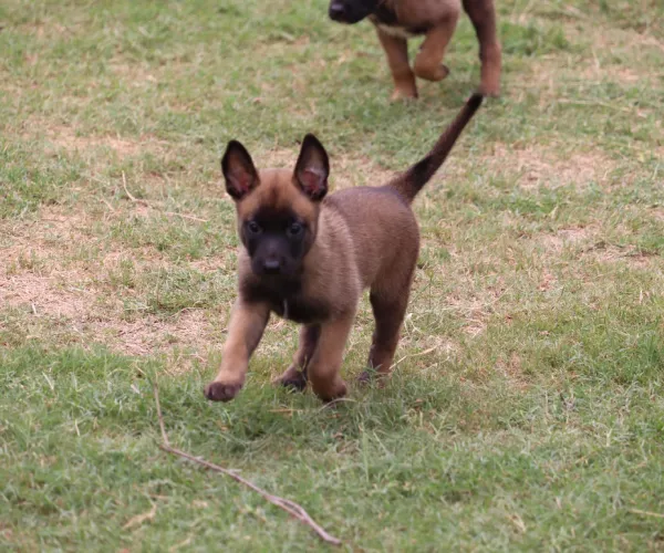 Belgian Malinois   Puppies   for sale in India