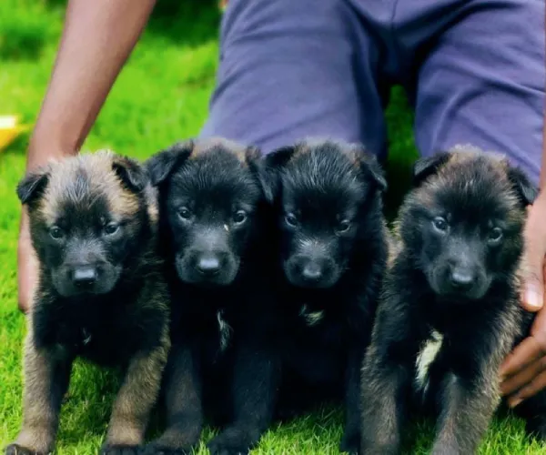 Belgian Malinois  puppies  for sale in India