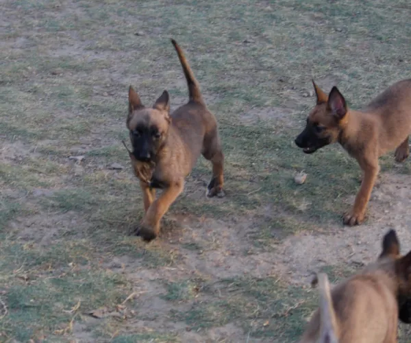 Belgian Shepherd  puppies  for sale in India