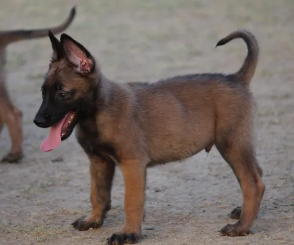 Belgian Shepherd  puppies  for sale in India