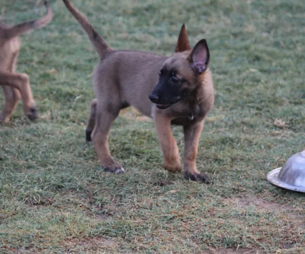 Belgian Shepherd   Puppies   for sale in India