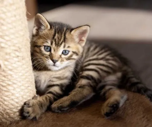 Bengal  kittens  for sale in India