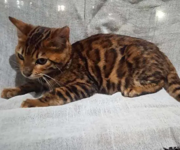 Bengal  kittens  for sale in India