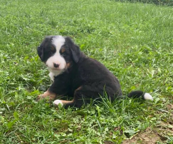 Bernese Mountain  puppies  for sale in India