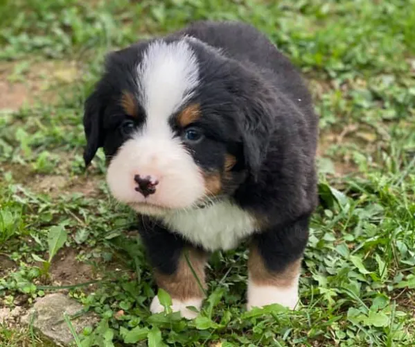 Bernese Mountain   Puppies   for sale in India