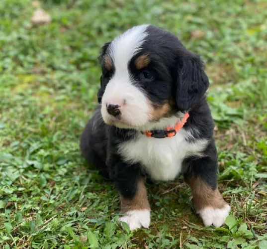 Bernese Mountain   Puppies   for sale in India