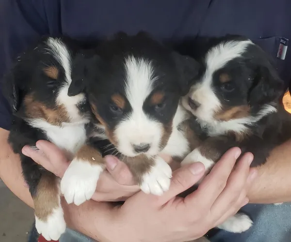 Bernese Mountain  puppies  for sale in India