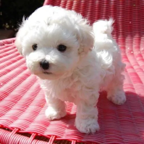 Bichon Frise   Puppies   for sale in India