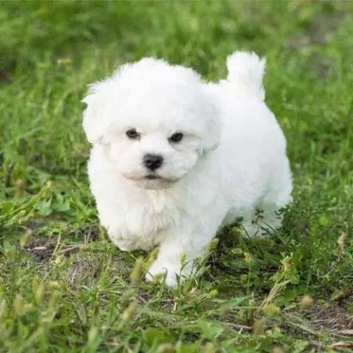 Bichon Frise  puppies  for sale in India