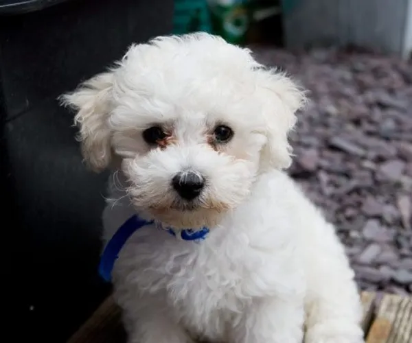 Bichon Frise   Puppies   for sale in India