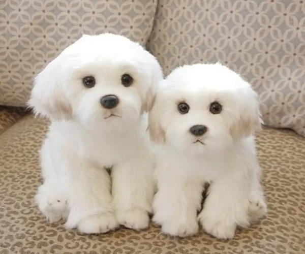Bichon Frise  puppies  for sale in India