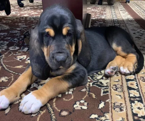 Bloodhound   Puppies   for sale in India