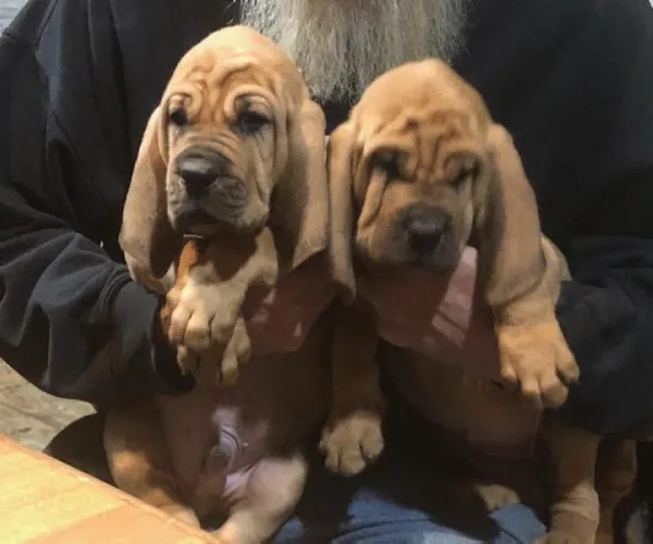 Bloodhound  puppies  for sale in India