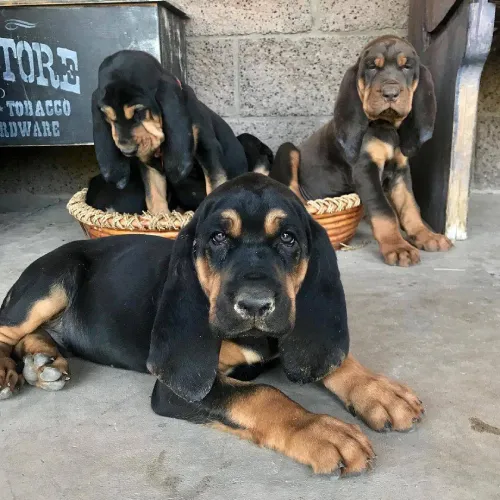 Bloodhound  puppies  for sale in India