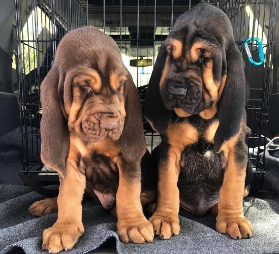 Bloodhound   Puppies   for sale in India