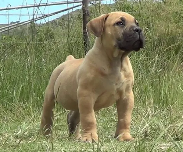 Boerboel   Puppies   for sale in India