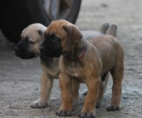 Boerboel  puppies  for sale in India