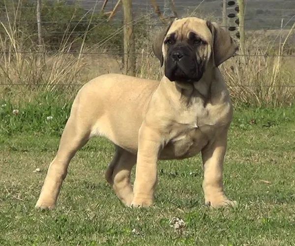 Boerboel  puppies  for sale in India