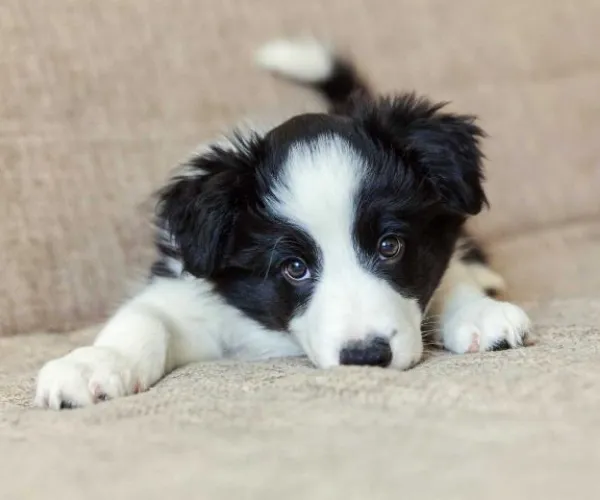 Border Collie   Puppies   for sale in India