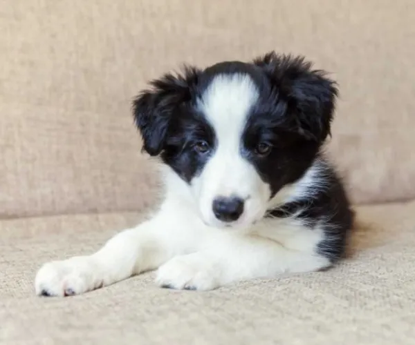 Border Collie  puppies  for sale in India