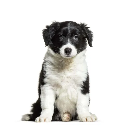 Border Collie  puppies  for sale in India