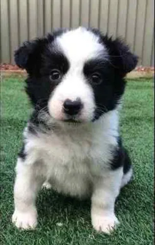 Border Collie   Puppies   for sale in India