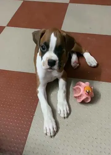 Boxer   Puppies   for sale in India
