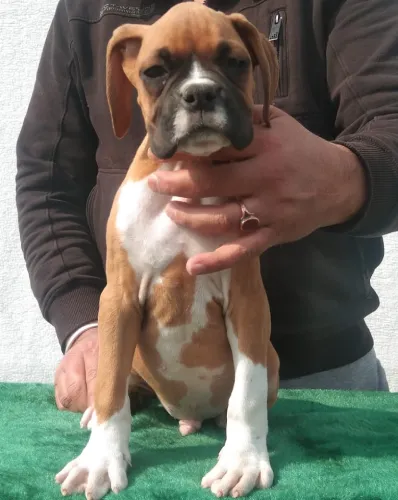 Boxer   Puppies   for sale in India