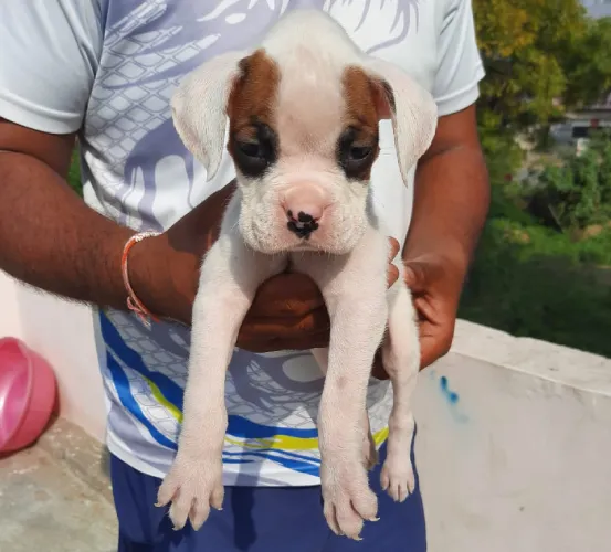 Boxer  puppies  for sale in India
