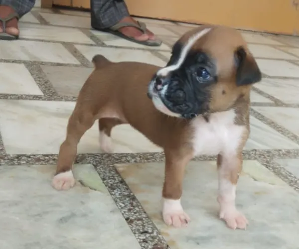 Boxer  puppies  for sale in India