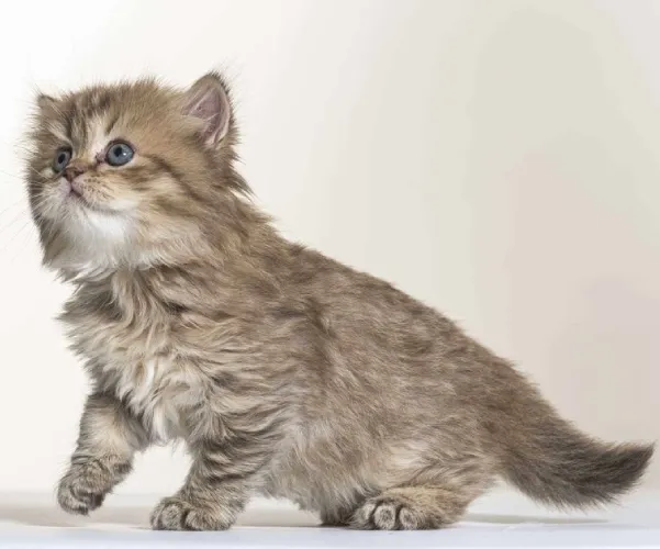 British Longhair  kittens  for sale in India