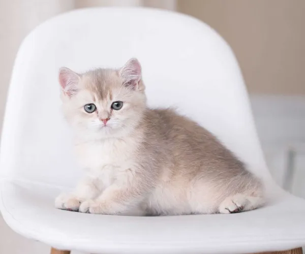 British Shorthair  kittens  for sale in India