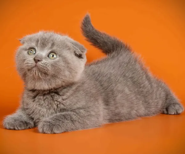 British Shorthair  kittens  for sale in India