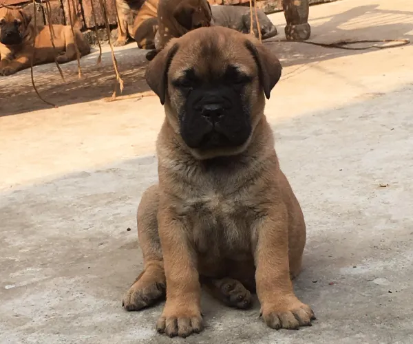 Bull Mastiff   Puppies   for sale in India